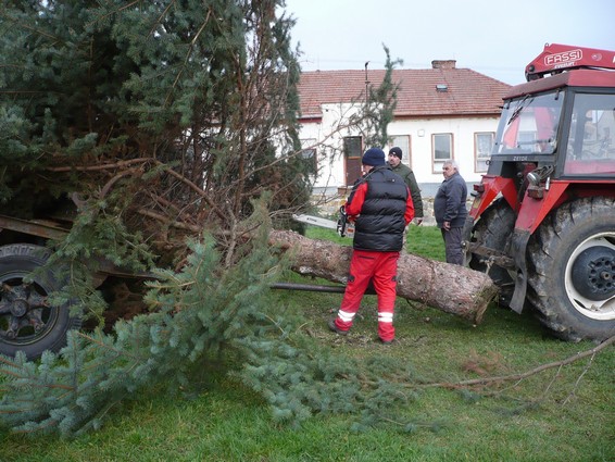 Přeprava vánočního stromu 23.112013 (17)