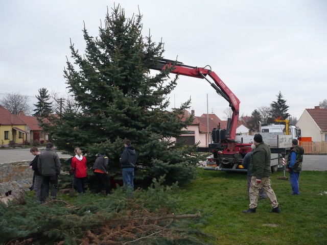 Přeprava vánočního stromu 23.112013 (30)